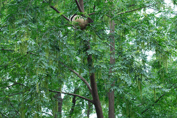 young panda climbing up on the tree