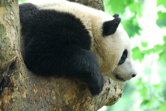 close up on young panda climbing up on the tree