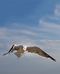 Seagull