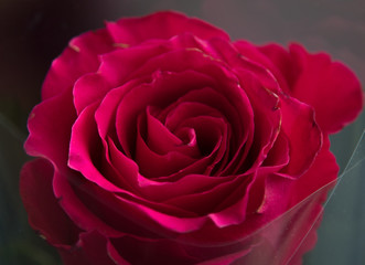 flower red rose closeup