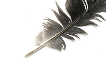 Feather isolated on the white background