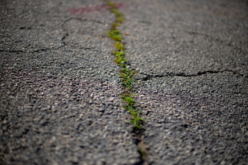weeds between cracked asphalt