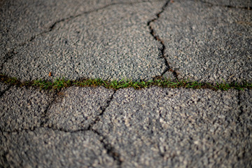 weeds between cracked asphalt
