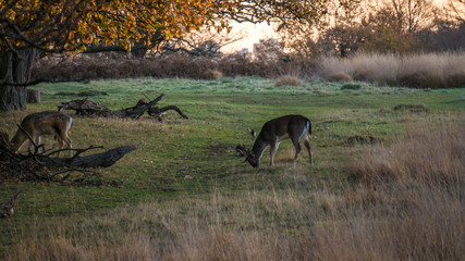 Deer in early morning sunrise and autumn frost in Richmond Park, London