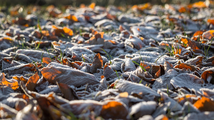Frost covered autumn leaves and foliage in Richmond Park, London