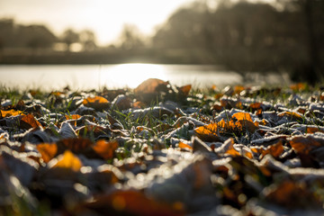 Frost covered autumn leaves and foliage in Richmond Park, London