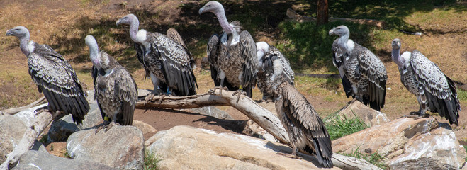 A vulture is a scavenging bird of prey. The two types of vultures are the New World vultures, including the Californian and Andean condors, and the Old World vultures, including the birds that are see
