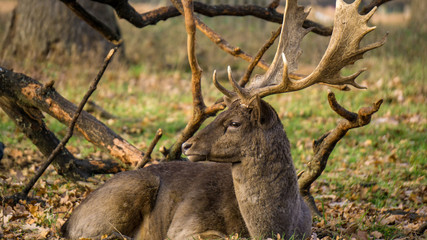 A deer sunbathing in Richmond Park, London