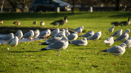 Seagulls sunbathing near the Diana Fountain in Hampton Court Palace Grounds, London