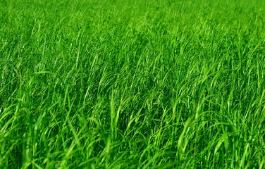 Green grass sedge. Macro. Closeup.