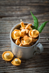 Top view of fresh chanterelles with green fern from forest