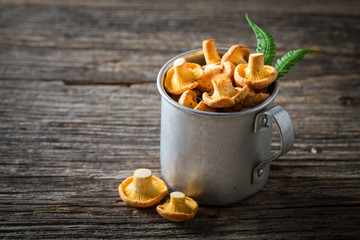 Closeup of fresh chanterelles with green fern from forest