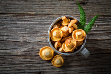 Top view of wild chanterelles straight from the forest