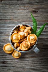 Closeup of yellow mushrooms on old wooden rustic background