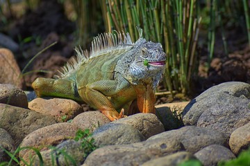 Wild Iguana eating plant leaves out of an herb garden in Puerto Vallarta Mexico. Ctenosaura pectinata, commonly known as the Mexican spiny-tailed iguana or the Mexican spinytail iguana, is a moderate-