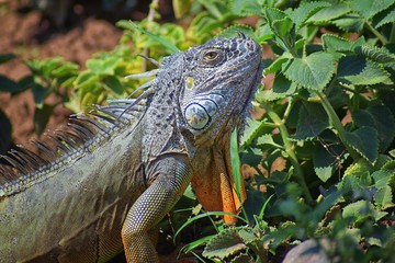Wild Iguana eating plant leaves out of an herb garden in Puerto Vallarta Mexico. Ctenosaura pectinata, commonly known as the Mexican spiny-tailed iguana or the Mexican spinytail iguana, is a moderate-