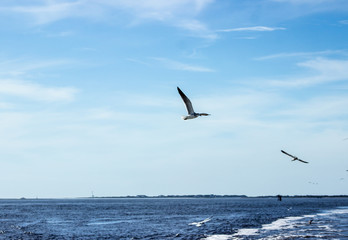 Gulls Flying High