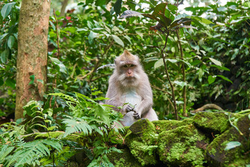 Naklejka na ściany i meble Bali Indonesia Temples and Monkeys 