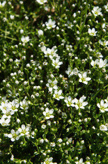 Minuartia groenlandica or greenland stitchwort or mountain stitchwort green plant with white flowers background