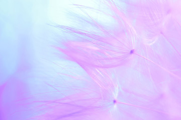 Fototapeta na wymiar feathers of dandelion seeds. fancy shapes macro shot. small defocus