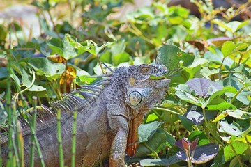 Wild Iguana eating plant leaves out of an herb garden in Puerto Vallarta Mexico. Ctenosaura pectinata, commonly known as the Mexican spiny-tailed iguana or the Mexican spinytail iguana, is a moderate-