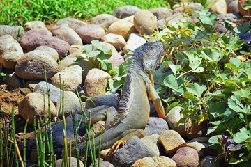 Wild Iguana eating plant leaves out of an herb garden in Puerto Vallarta Mexico. Ctenosaura pectinata, commonly known as the Mexican spiny-tailed iguana or the Mexican spinytail iguana, is a moderate-