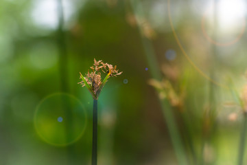 Flowering grass With light from the sun : Field of grass during sunset.