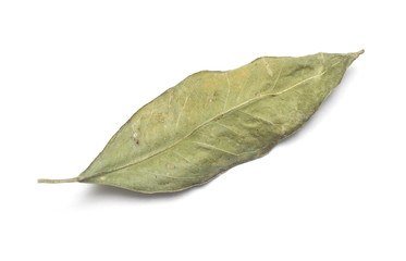 dry green leaf leaf on white background