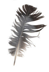 pigeon feather on a white background
