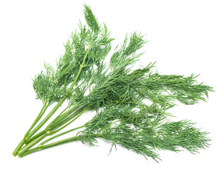 green dill leaf on white background