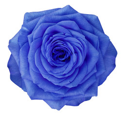 Rose  blue flower  on white isolated background with clipping path.  no shadows. Closeup.  Nature.