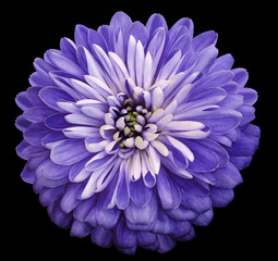 Chrysanthemum  purple flower. On the black isolated background with clipping path.  Closeup no shadows. Garden  flower.  Nature.