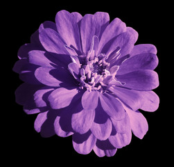 Violet daisy flower isolated on the black background with clipping path.  Closeup.  Nature...