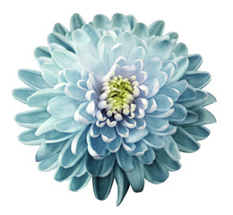 flower  chrysanthemum  turquoise-green  on a white isolated background with clipping path. Nature. Closeup no shadows. Garden flower. - obrazy, fototapety, plakaty