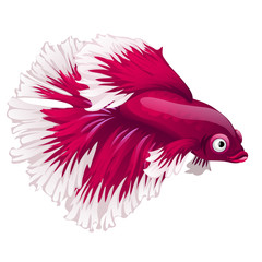 Obraz premium Cartoon pink betta fish, siamese fighting fish, betta splendens or Halfmoon betta isolated on white background. Vector illustration.