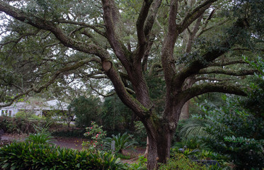 Big Tree in Garden