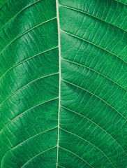 Pattern on green leaf of background a vintage