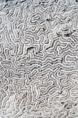 brain coral