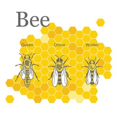 Scientific image of bees on the honeycombs