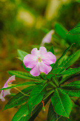 purple flower