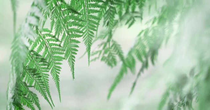 Close up Nature fresh tropical green leaf in  garden ,4K Dci resolution