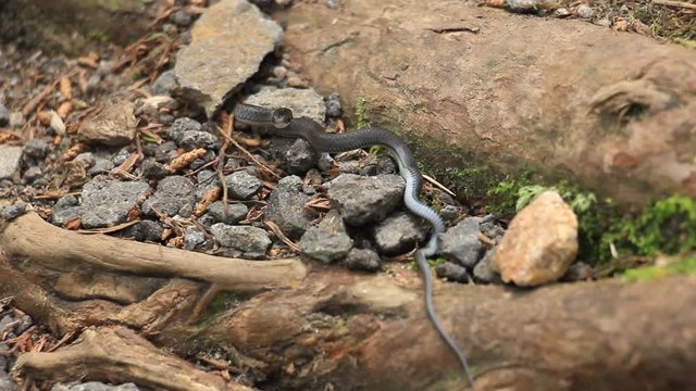 ヘビの赤ちゃんの動き