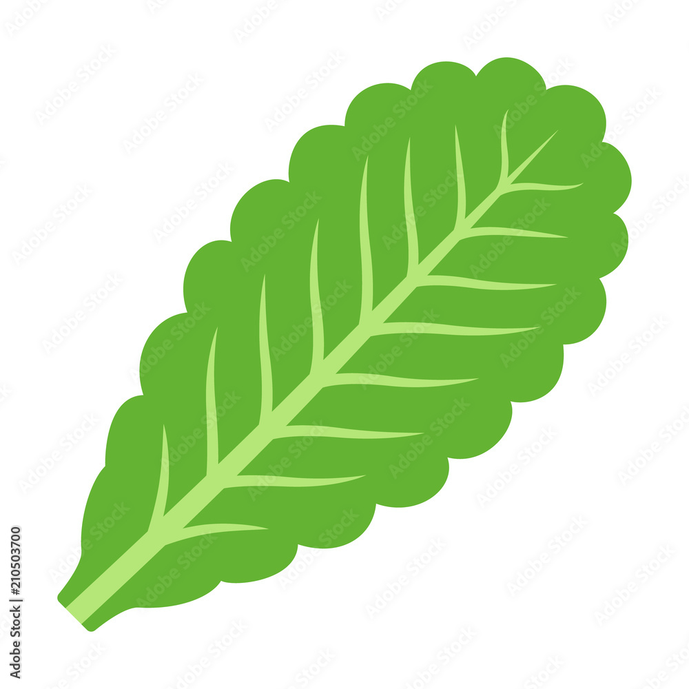 Wall mural green vegetarian lettuce leaf flat vector icon for vegetable apps and websites - Wall murals