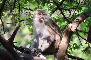 A cute monkey lives in a natural forest of Thailand