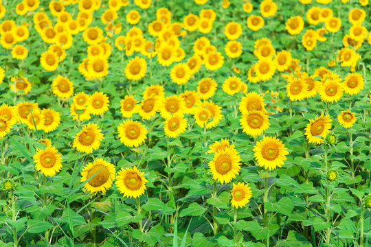 sunflower on a field