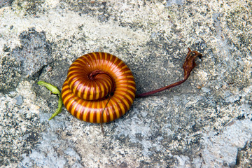 Millipede rolls on the floor.