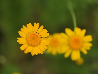 ダイヤ-ズカモミ-ルの花