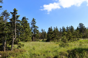 Scenery of the Harz mountain range in Germany. Forest, raised bog and cottongras near Mount Brocken, Saxony-Anhalt, Germany.