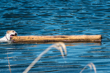 Naklejka premium Jack russel terrier in the water