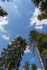 Trees and sky in the forest